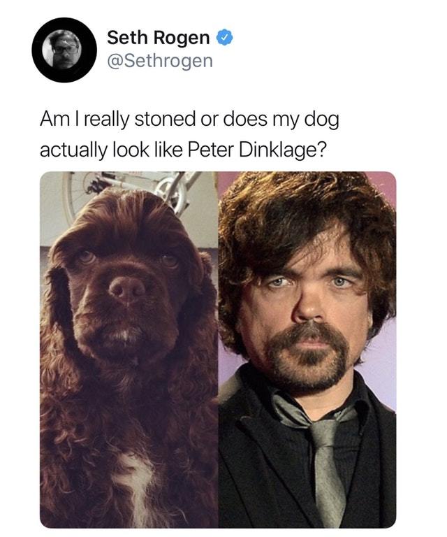 My dog looks like Tyrion Lannister - meme