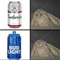 Moth and Bud Light