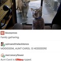 Wholesome cats meme