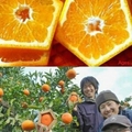 Naranjas cuadradas