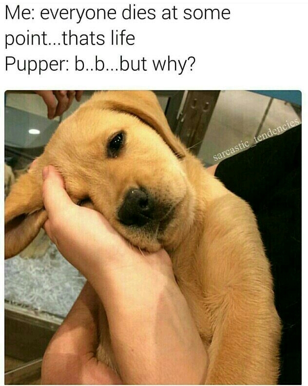 Pupper just wants everyone to live - meme