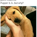 Pupper just wants everyone to live