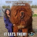 Big doggie