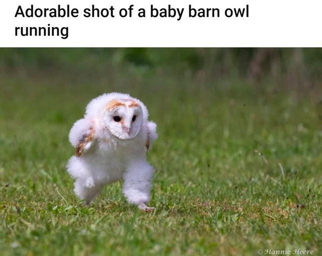 baby barn running - meme