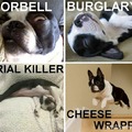 this is true for some dogs but i feel that my dogs would protect me