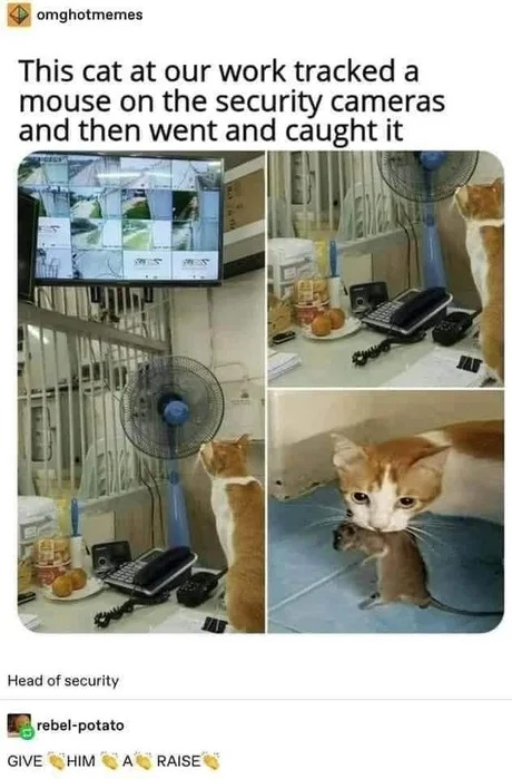 Security cats - meme