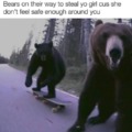 Bears on their way to steal your girl