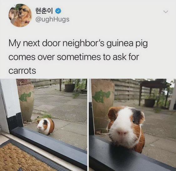 Guinea pig asking for carrots - meme