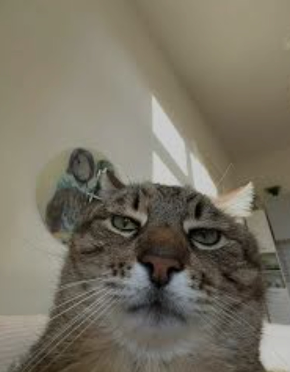 Cat - meme