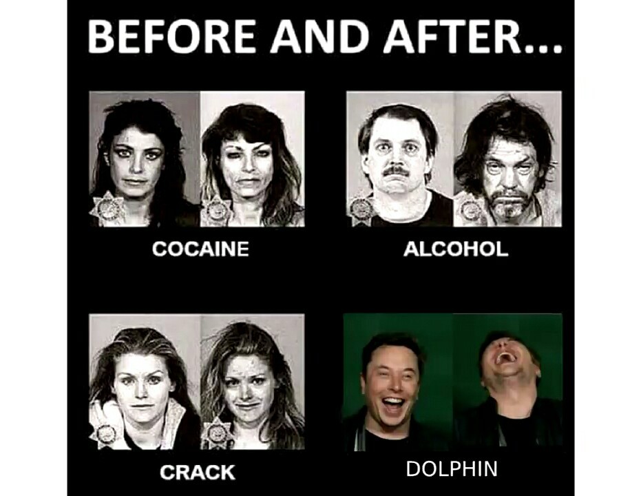 Dolphins are funny - meme
