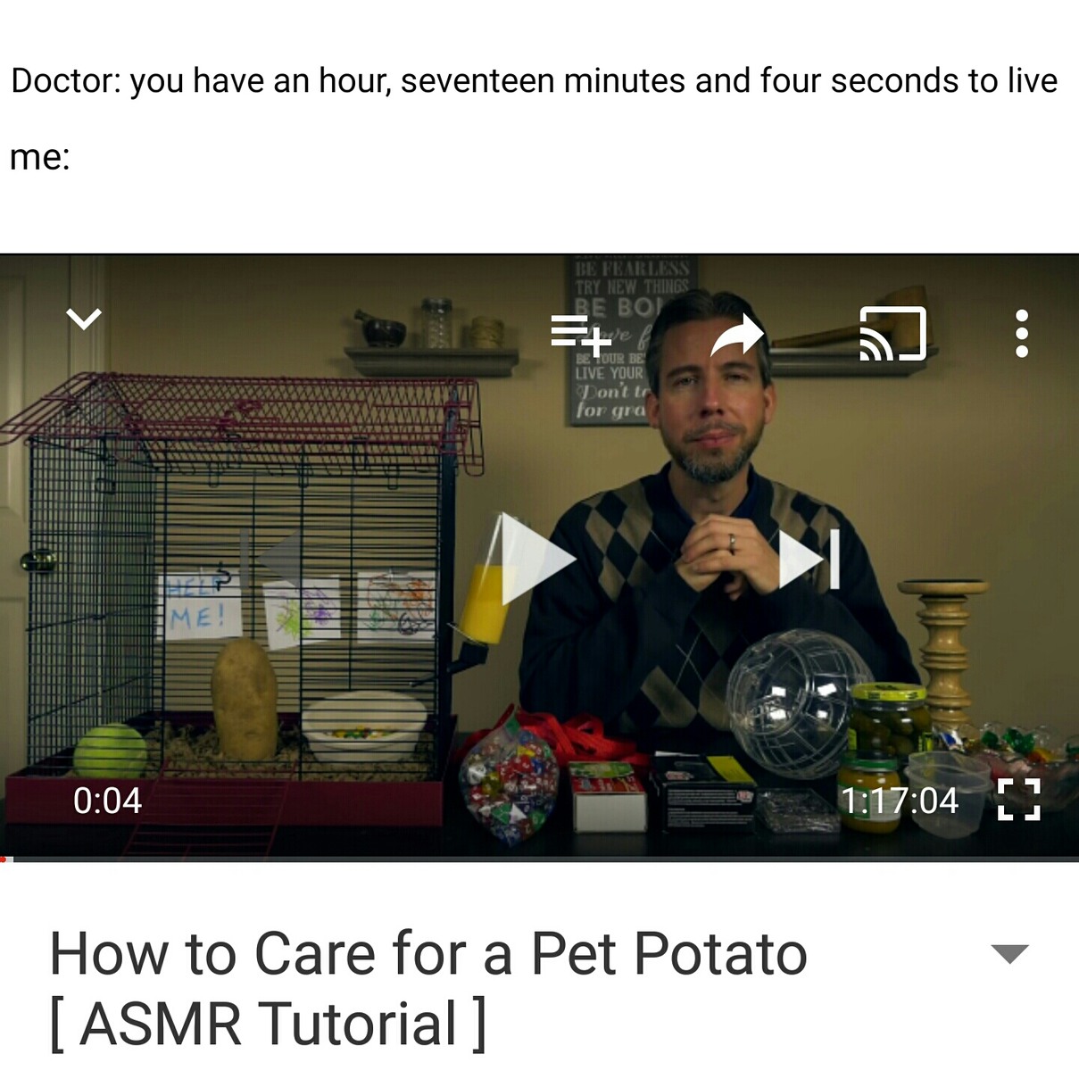 pet potato - meme