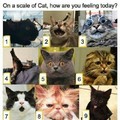 Cat scale