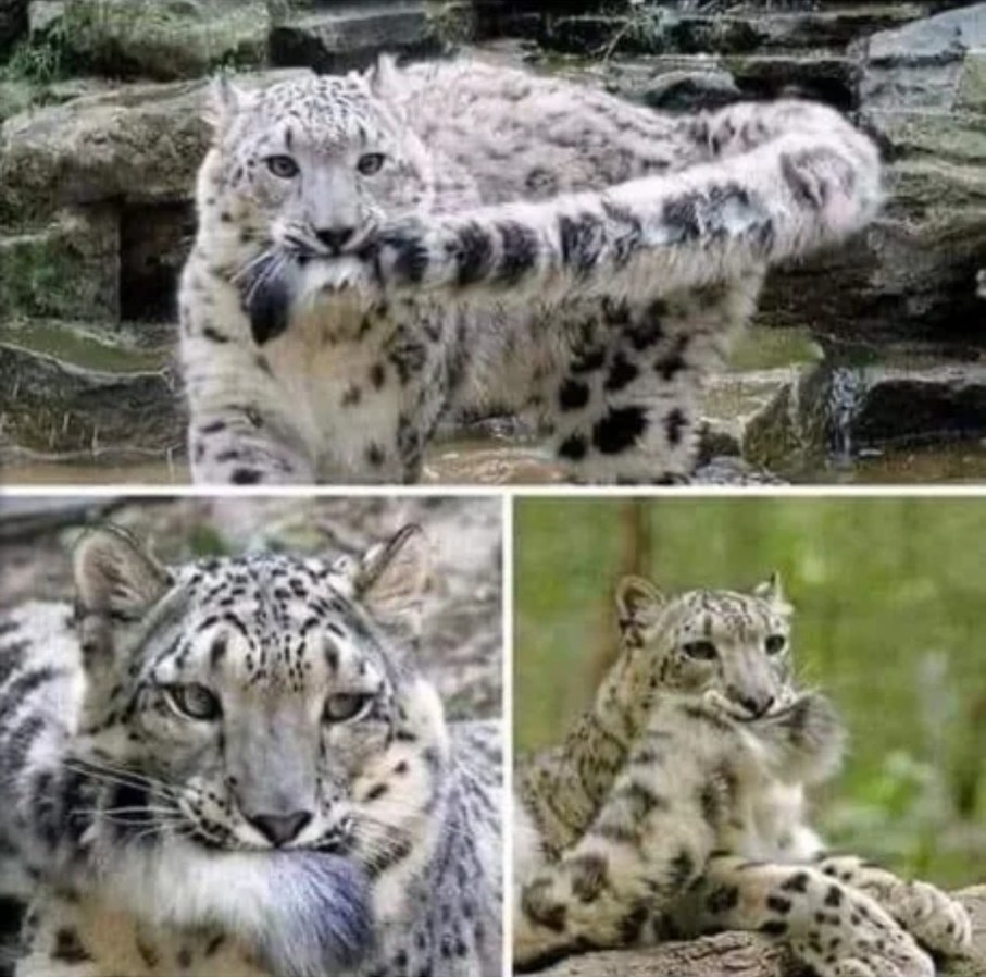 Snow Leopards - meme