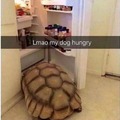 my dog hungry