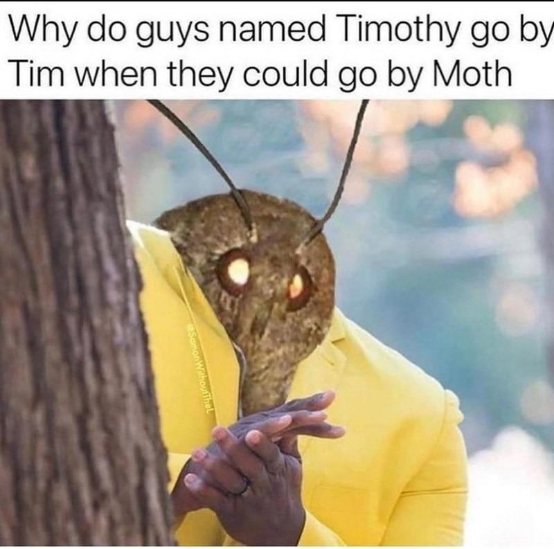 moth meme