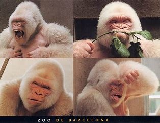 el primer gorila blanco - meme