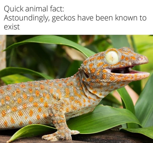 Quick animal fact - meme