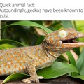 Quick animal fact