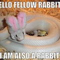 I'm also a rabbit