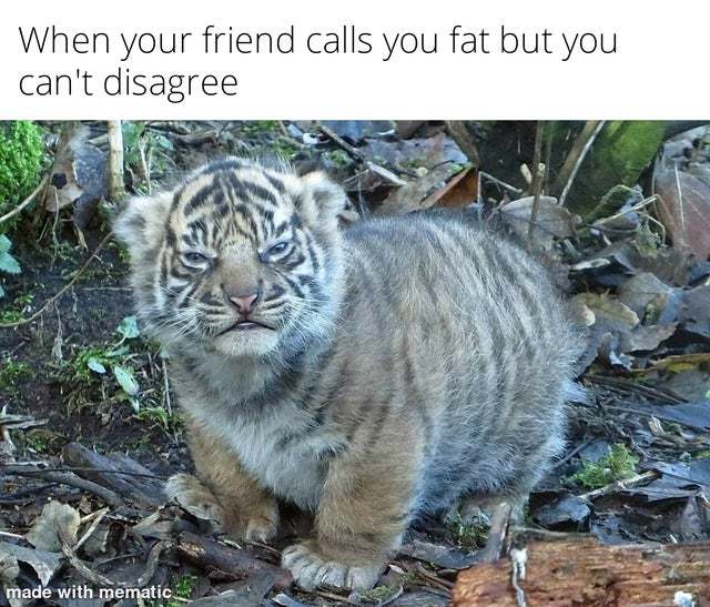 cute fat tiger - meme