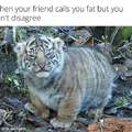 cute fat tiger
