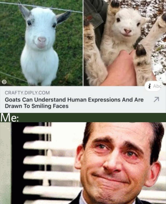 Goats are nice animals - meme