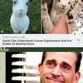 Goats are nice animals