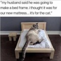 Good bed for the cat