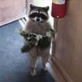 can racoons can also fed up and can take care of cats ?