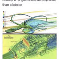Lobster hierarchy
