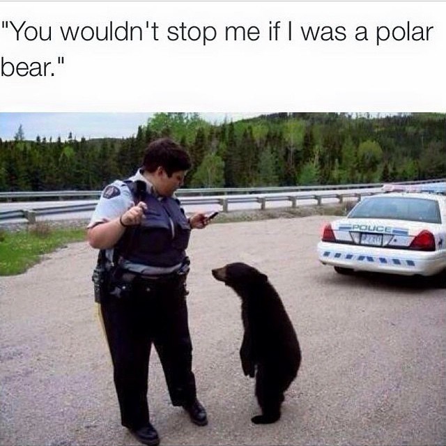 "Black" bears be like - meme