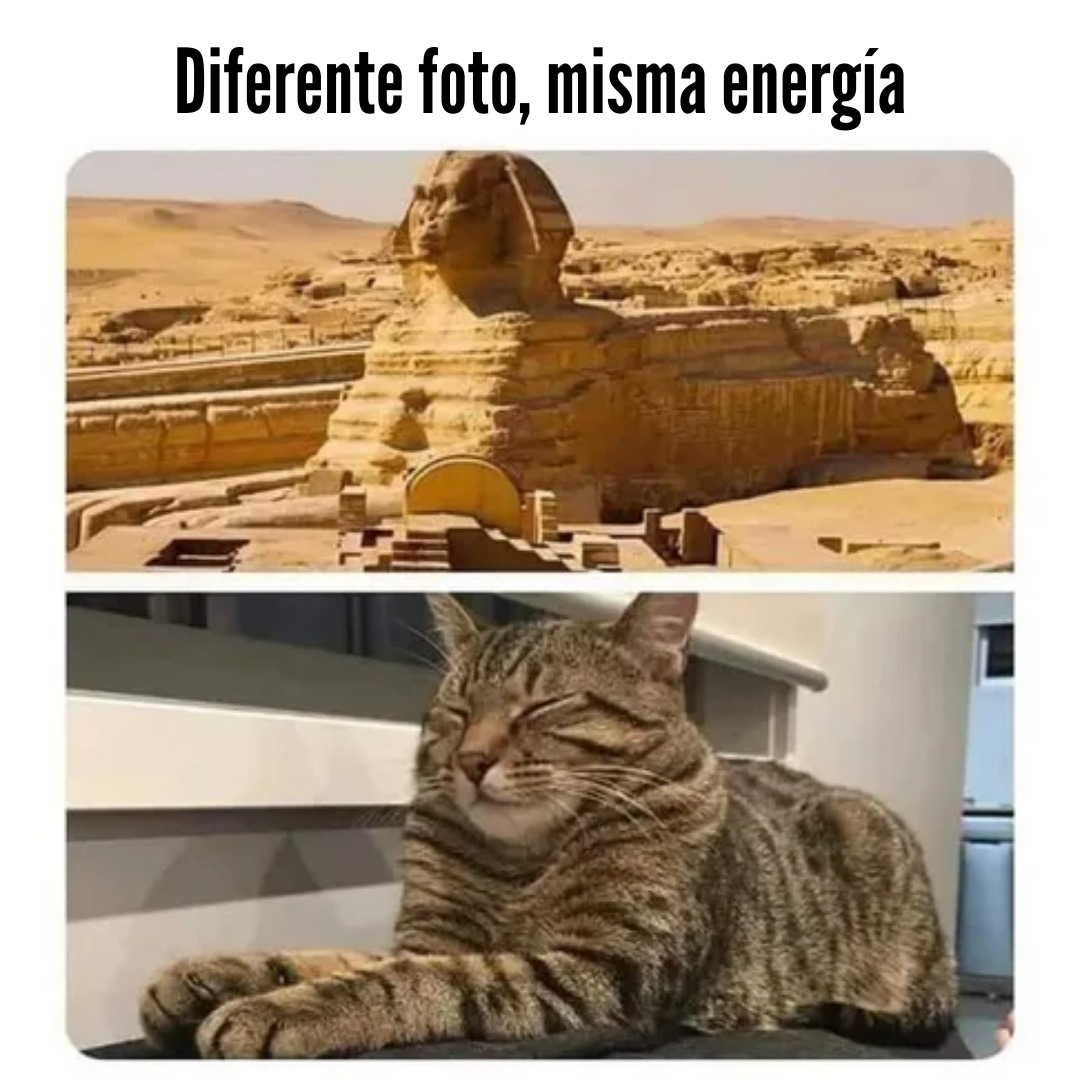 Gato faraónico - meme
