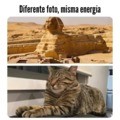 Gato faraónico