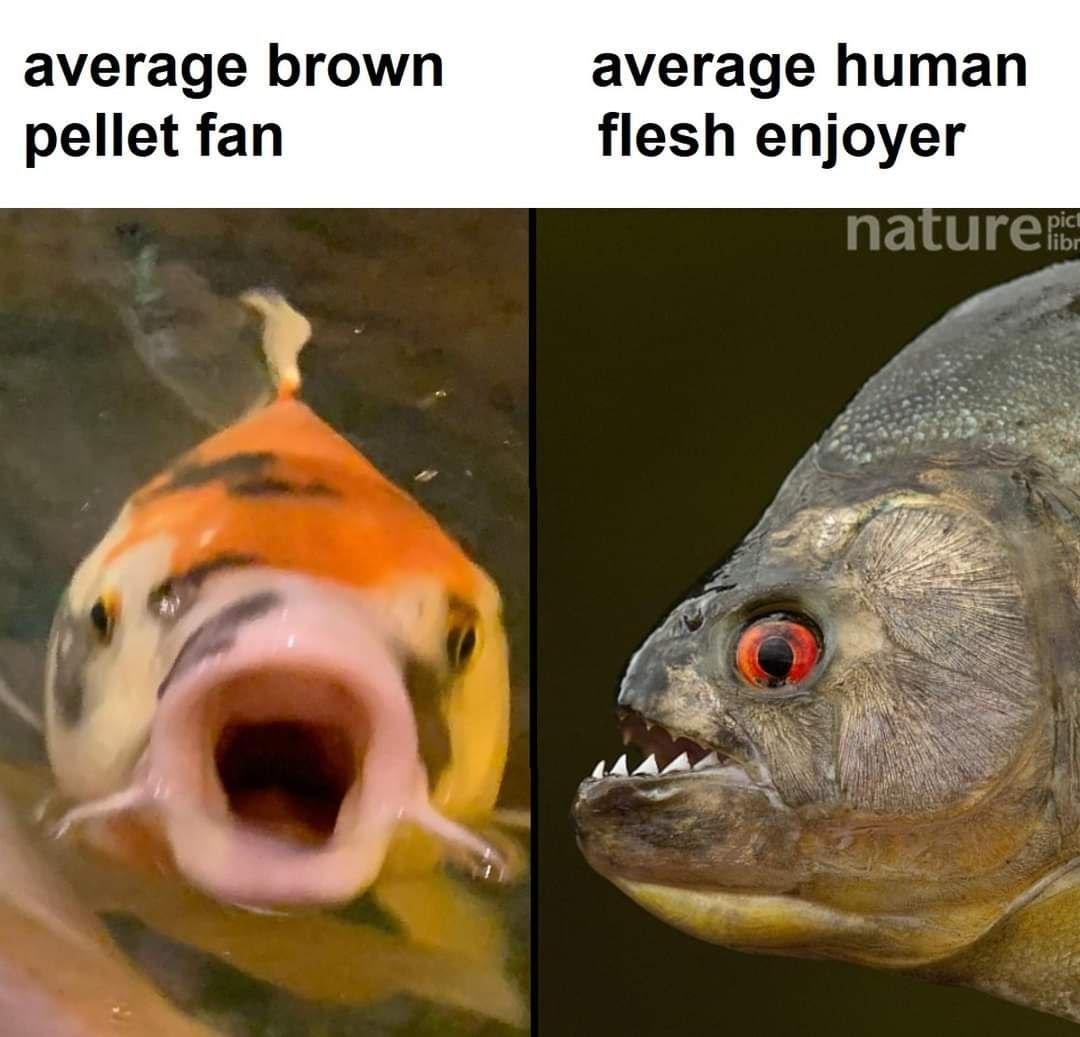 dongs in a fish - meme