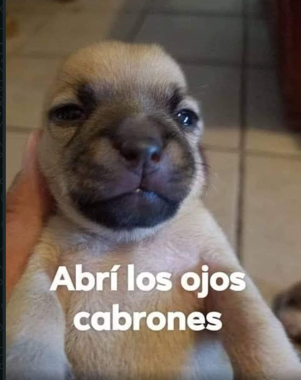 Siempre vuelvo - meme
