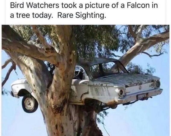 Ford Falcon - meme