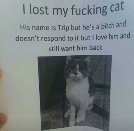 Lost cat - meme