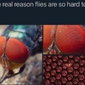 hard to kill flies