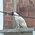 Perro en el techo