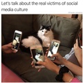 cats are the real victims