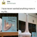 Ridiculous inflatable swan thing