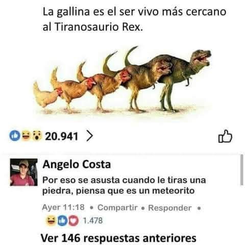 Gallina rex - meme