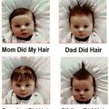 The hairstyles of the family tree