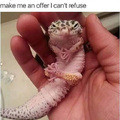 Why does this lizard look like he's about to make me an offer I can't refuse