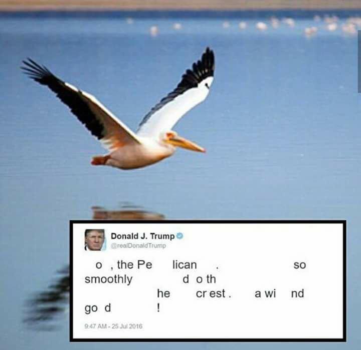 dongs in a pelican - meme