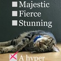 Hyper Cat