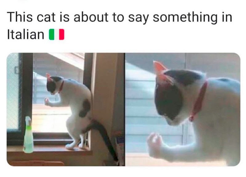 What's Meow in Italian? - meme