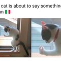 What's Meow in Italian?