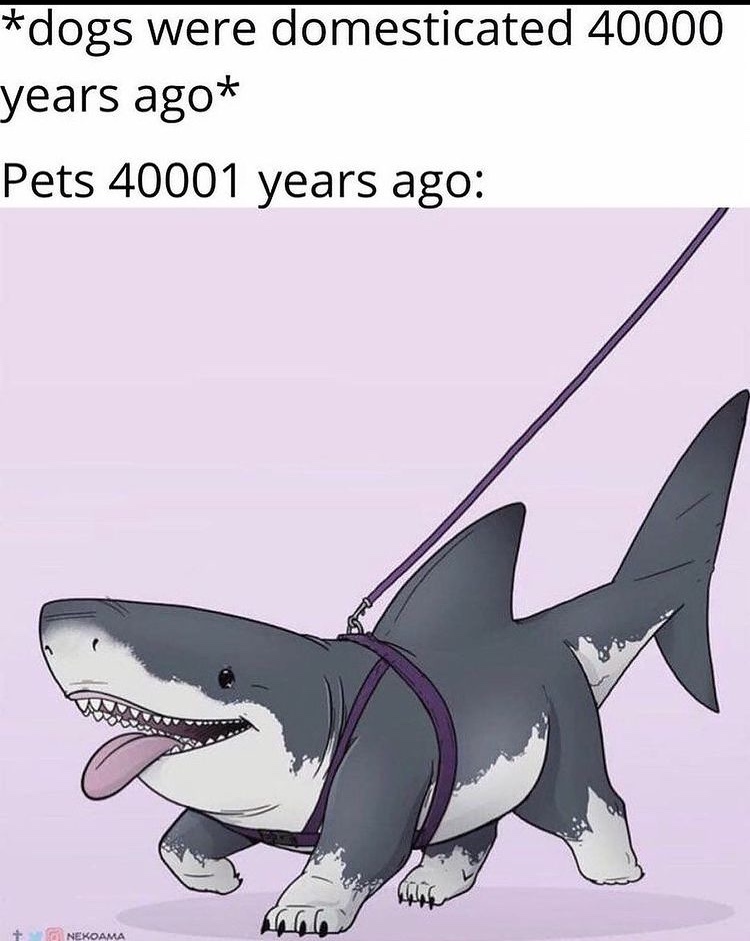 shark dog will eat your enemies - meme