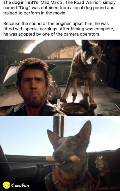 Mad Max 2 dog - meme